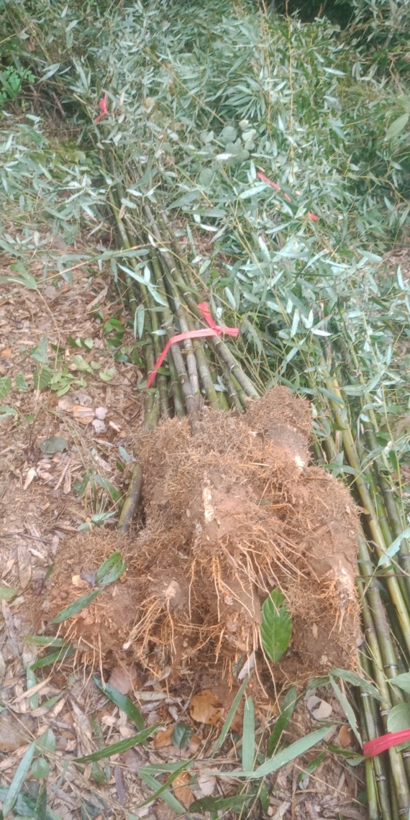 柿竹，钢竹，青皮竹，各种规格竹子。
