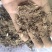 白头翁沫子不含运费品种齐全量大从优