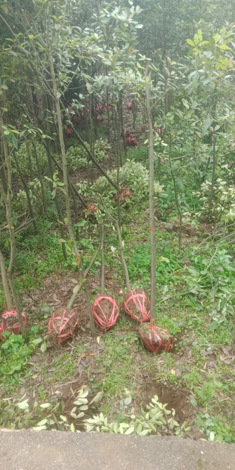 高杆红叶石楠，高杆红叶石楠。