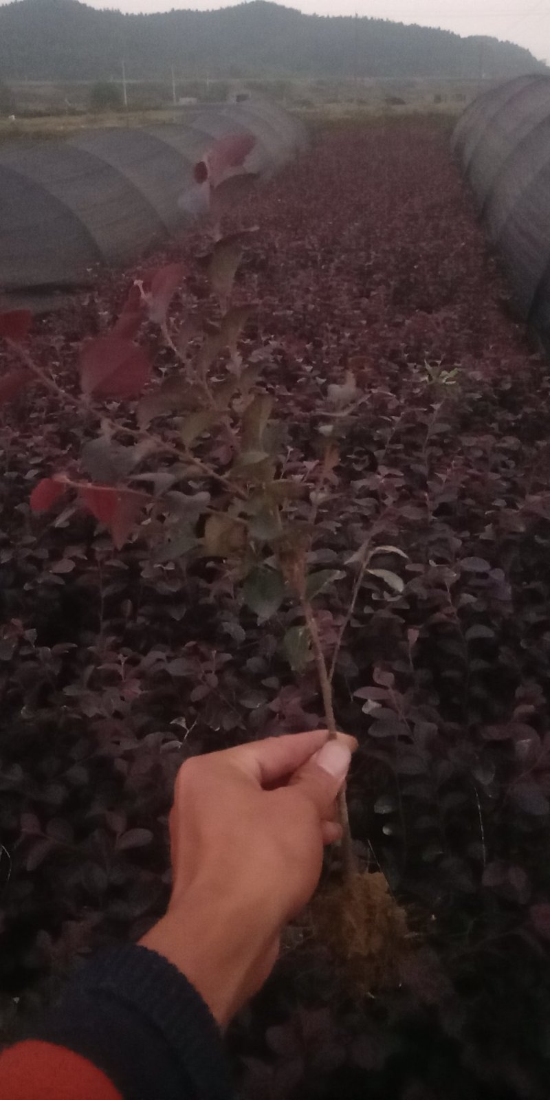 红继木，海量供应，价格优惠。。