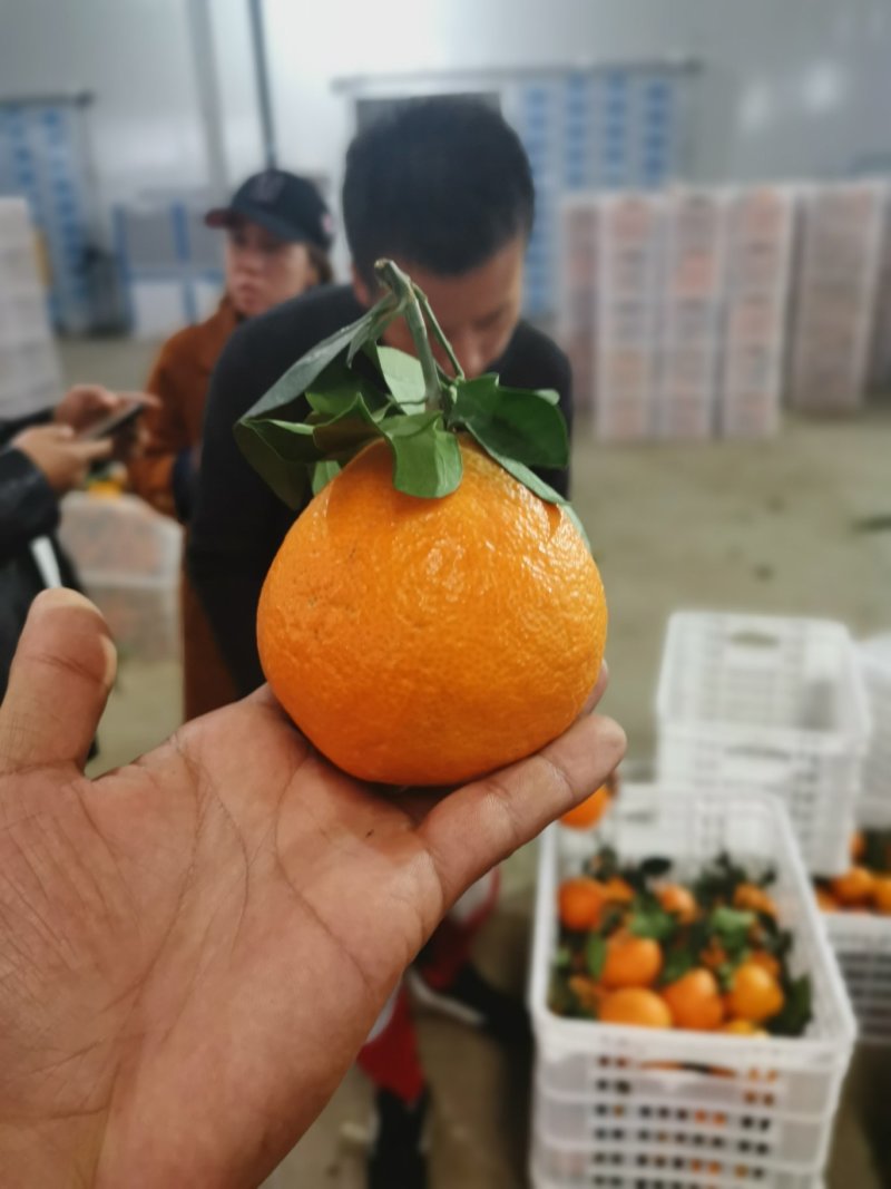 一件代发：爱媛38号果冻橙（泡沫卡槽装）产地直销