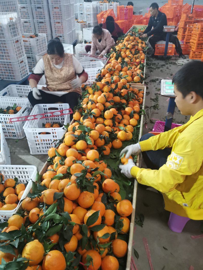 一件代发：爱媛38号果冻橙（泡沫卡槽装）产地直销
