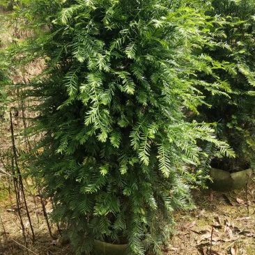 红豆杉