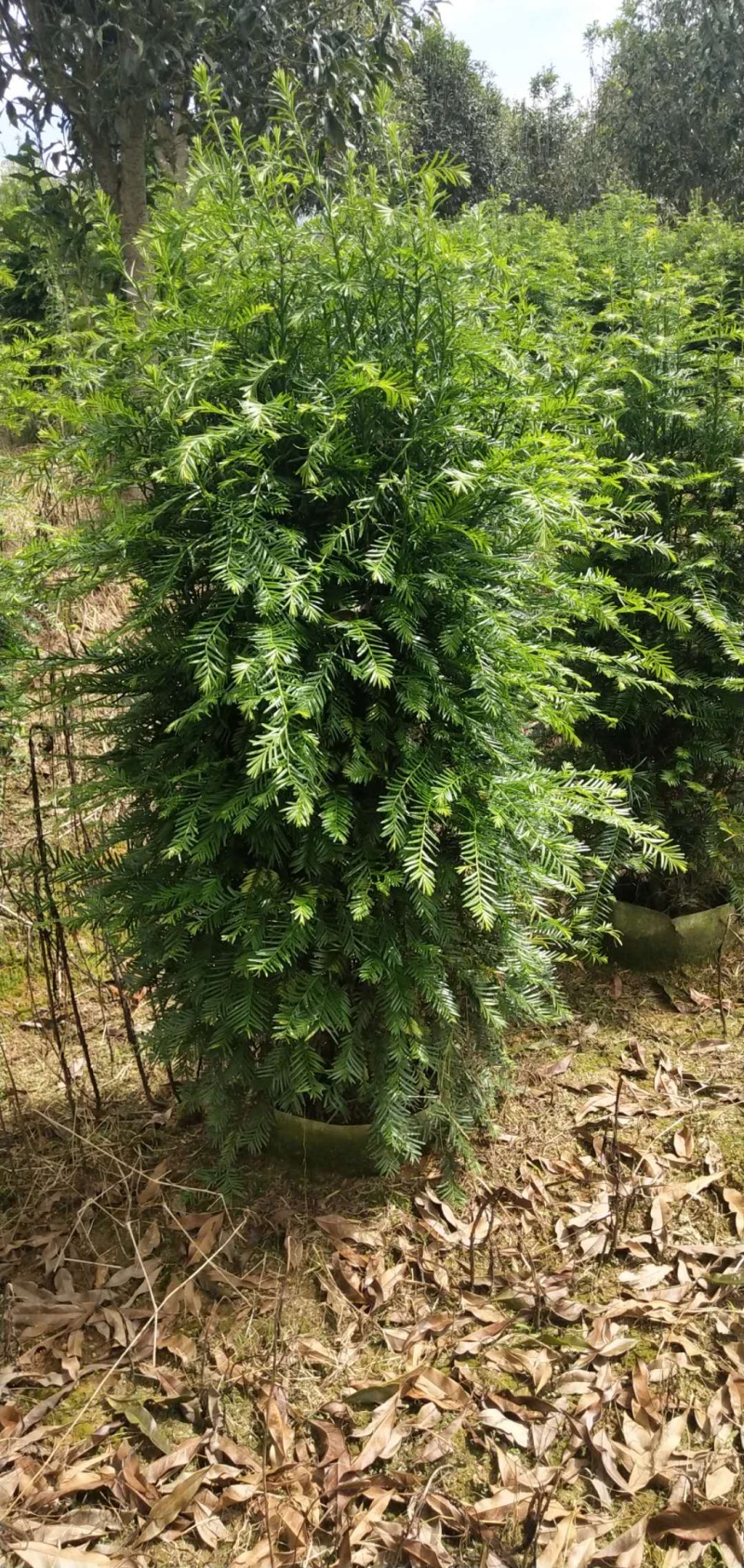 红豆杉