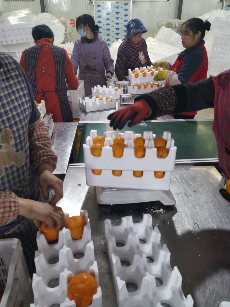一件代发：爱媛38号果冻橙（泡沫卡槽装）产地直销