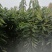 矮化吉塞拉俄罗斯八号樱桃苗车厘子现挖现发提供技术保湿邮寄