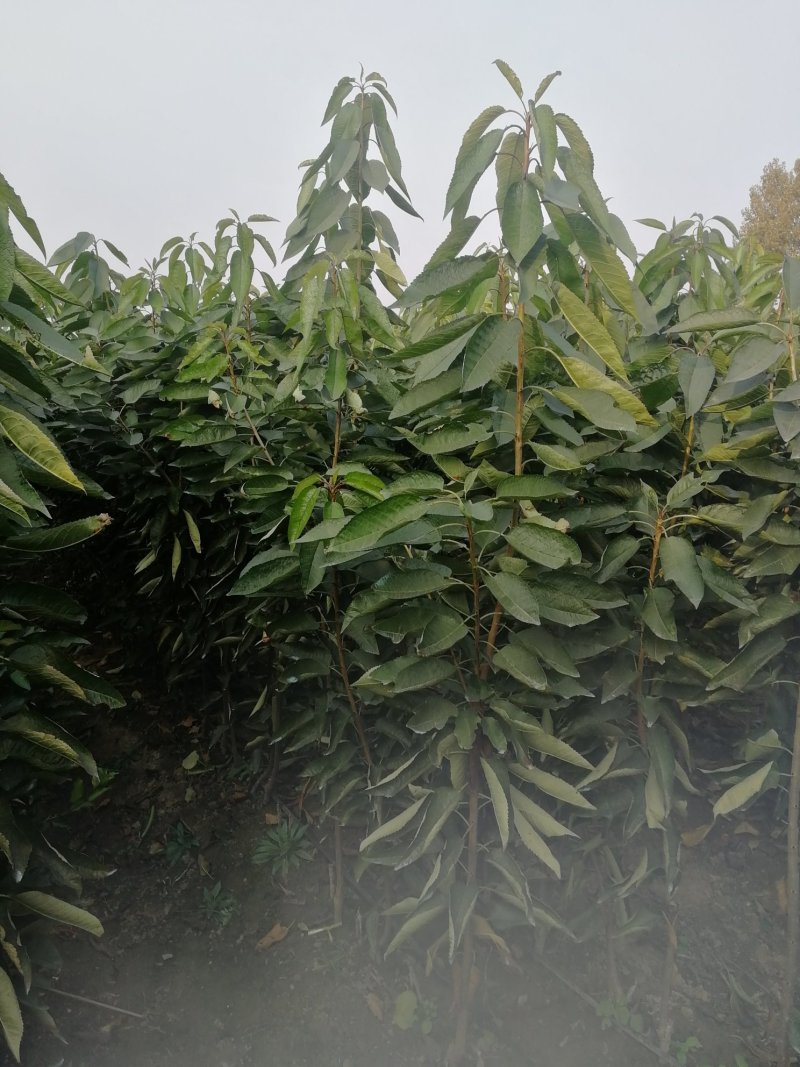 矮化吉塞拉俄罗斯八号樱桃苗车厘子现挖现发提供技术保湿邮寄