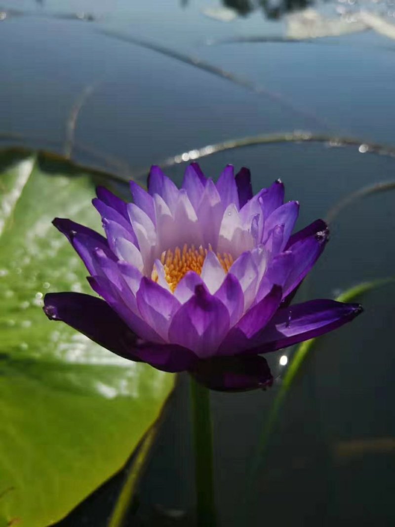 海南睡莲蓝莲花海南小唐富贵竹基地出品一件代发支持混批