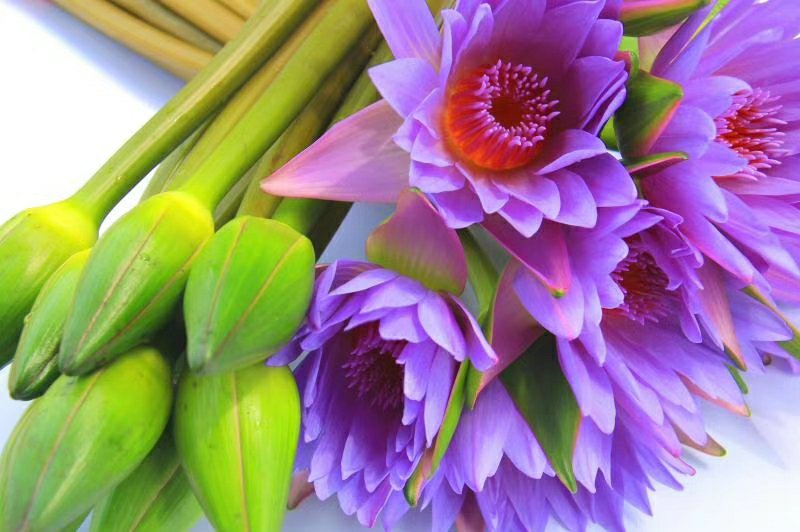 海南睡莲蓝莲花海南小唐富贵竹基地出品一件代发支持混批