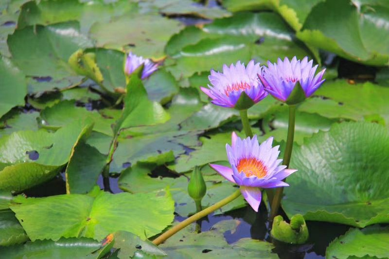 海南睡莲蓝莲花海南小唐富贵竹基地出品一件代发支持混批