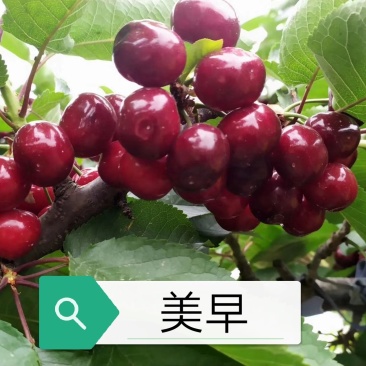 吉塞拉矮化美早大樱桃苗车厘子苗基地发货现挖现发保湿邮寄