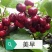 吉塞拉矮化美早大樱桃苗车厘子苗基地发货现挖现发保湿邮寄