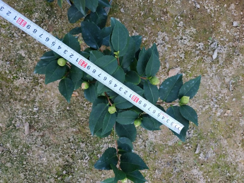 香茶花烈香香妃自家花圃种植一手货源视频照片实物看货