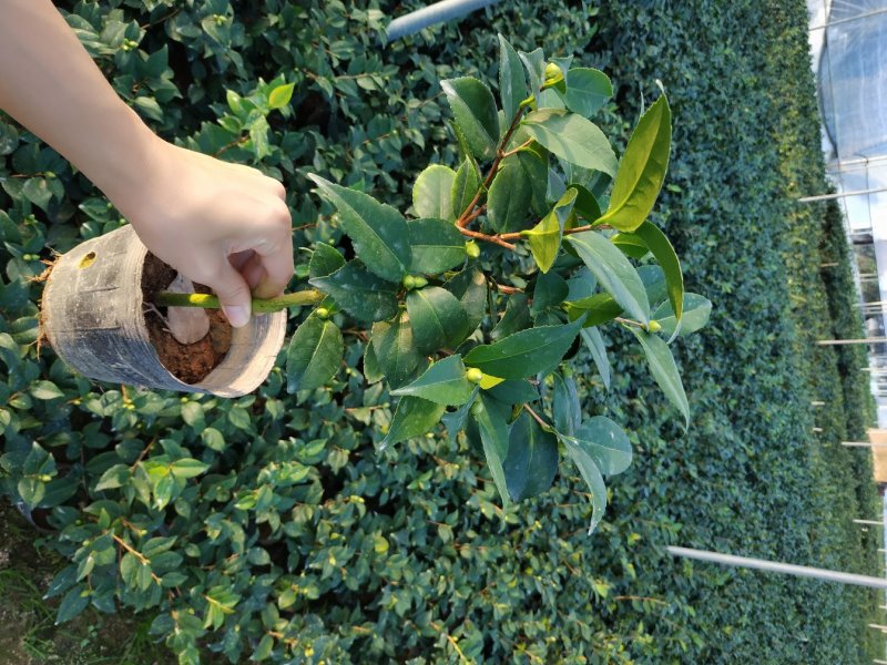 香茶花烈香香妃自家花圃种植一手货源视频照片实物看货