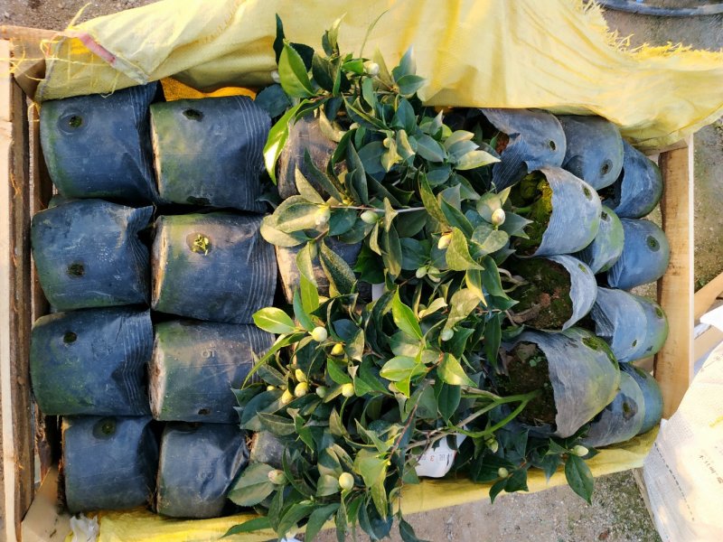 香茶花烈香香妃自家花圃种植一手货源视频照片实物看货