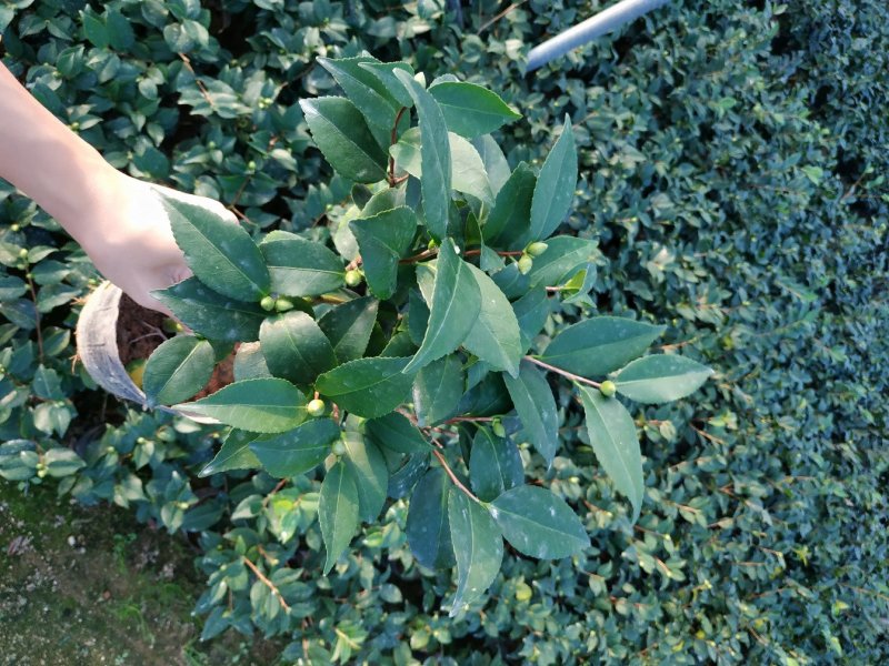 香茶花烈香香妃自家花圃种植一手货源视频照片实物看货