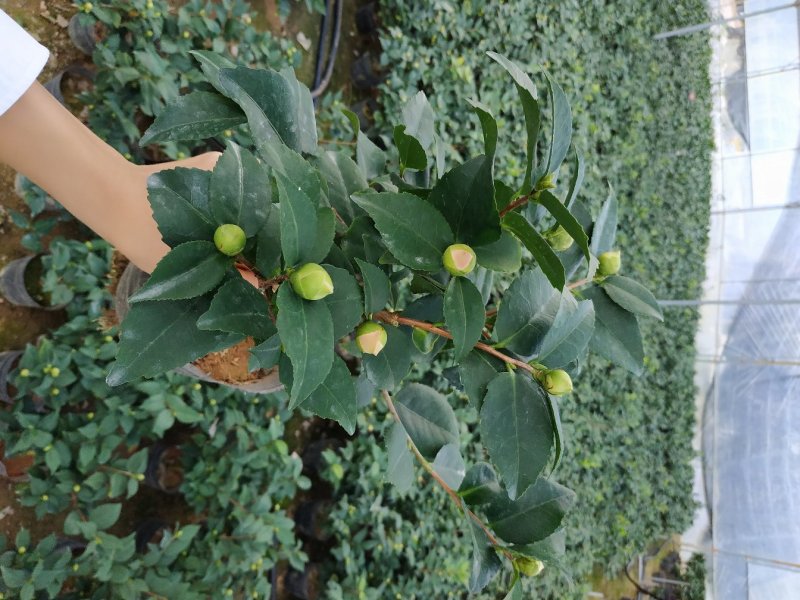 香茶花烈香香妃自家花圃种植一手货源视频照片实物看货