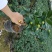 香茶花烈香香妃自家花圃种植一手货源视频照片实物看货