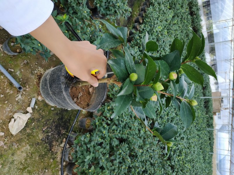香茶花烈香香妃自家花圃种植一手货源视频照片实物看货