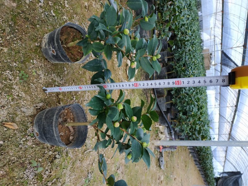 香茶花烈香香妃自家花圃种植一手货源视频照片实物看货