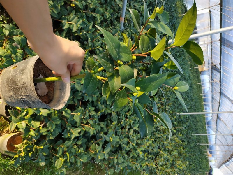 香茶花烈香香妃自家花圃种植一手货源视频照片实物看货