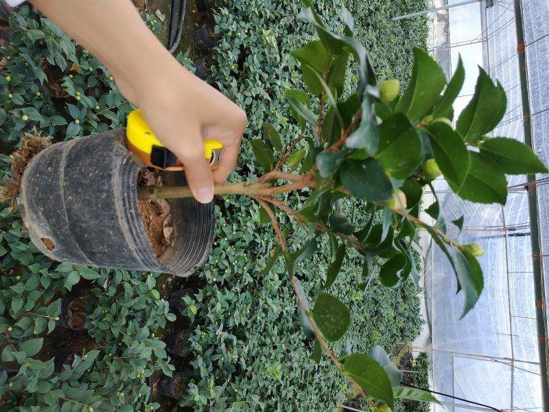 香茶花烈香香妃自家花圃种植一手货源视频照片实物看货