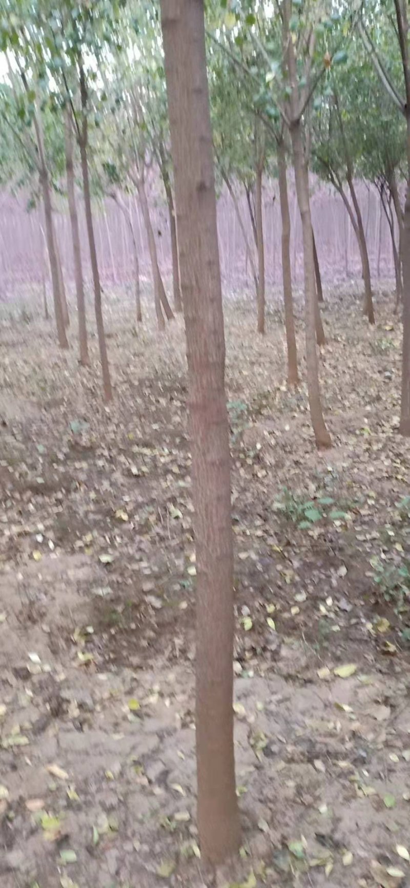 丝棉木，树直，冠好园主诚心卖树，