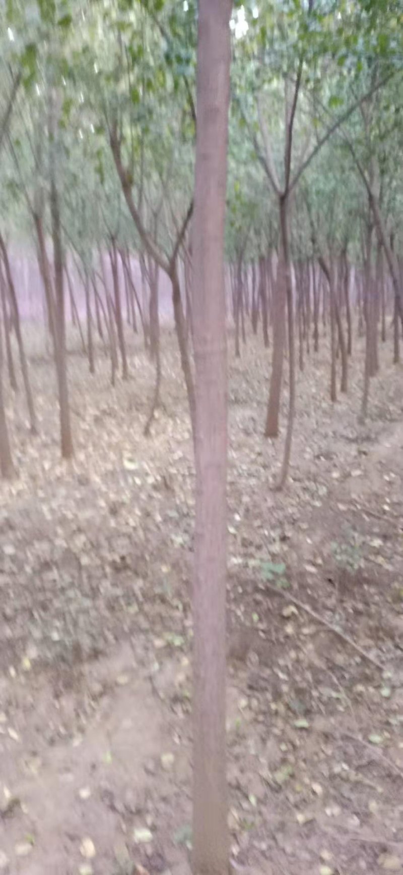 丝棉木，树直，冠好园主诚心卖树，