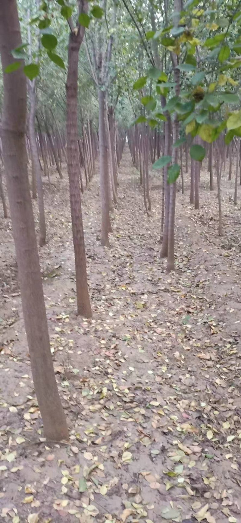 丝棉木，树直，冠好园主诚心卖树，