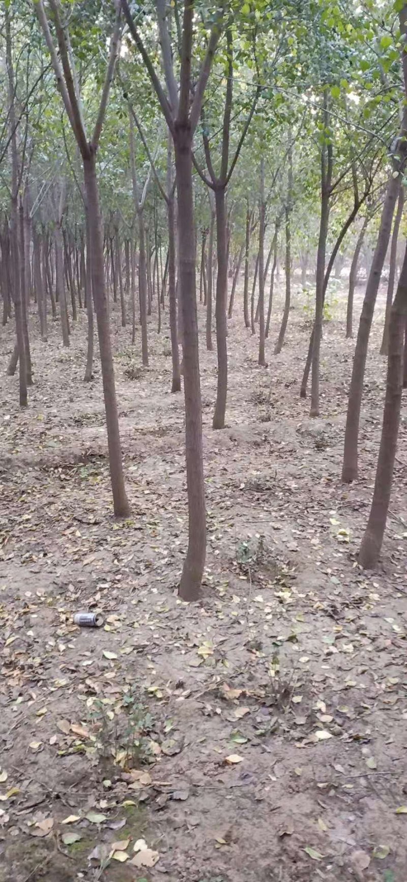 丝棉木，树直，冠好园主诚心卖树，