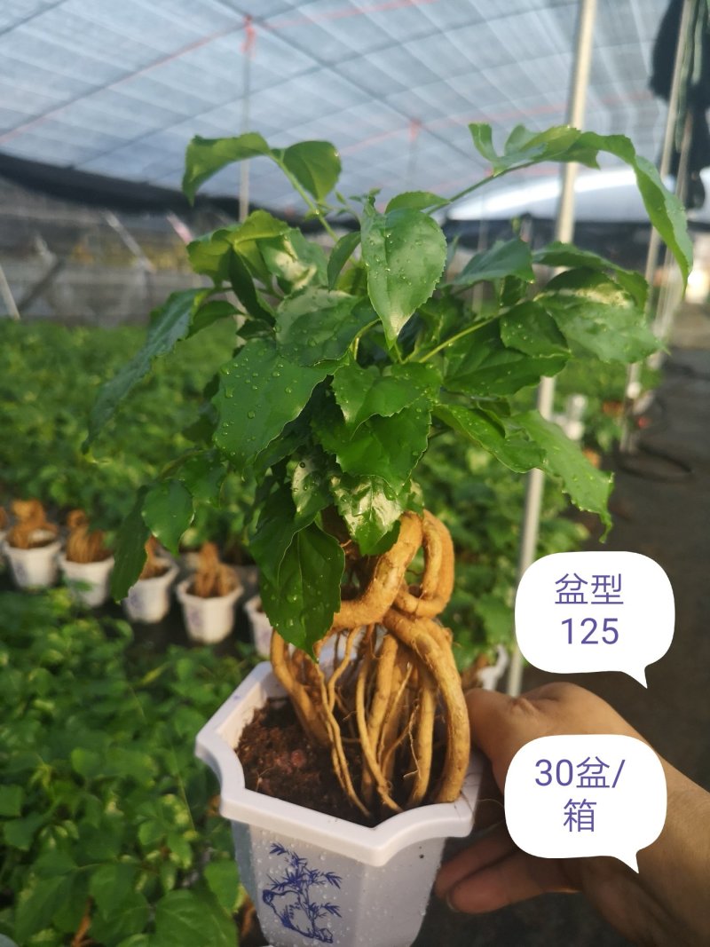 提根绿宝幸福树福建源头厂家自产自销整箱销售