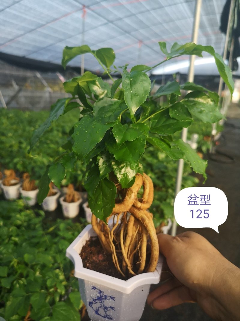 提根绿宝幸福树福建源头厂家自产自销整箱销售