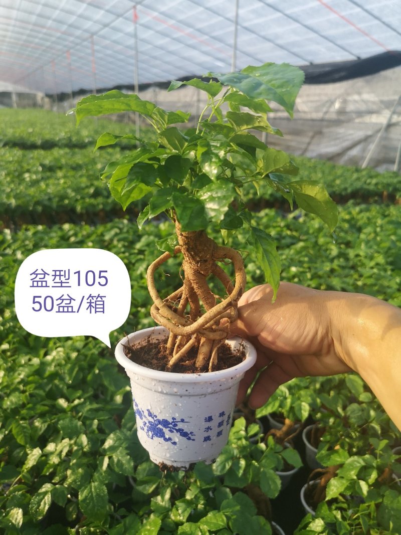 提根绿宝幸福树福建源头厂家自产自销整箱销售