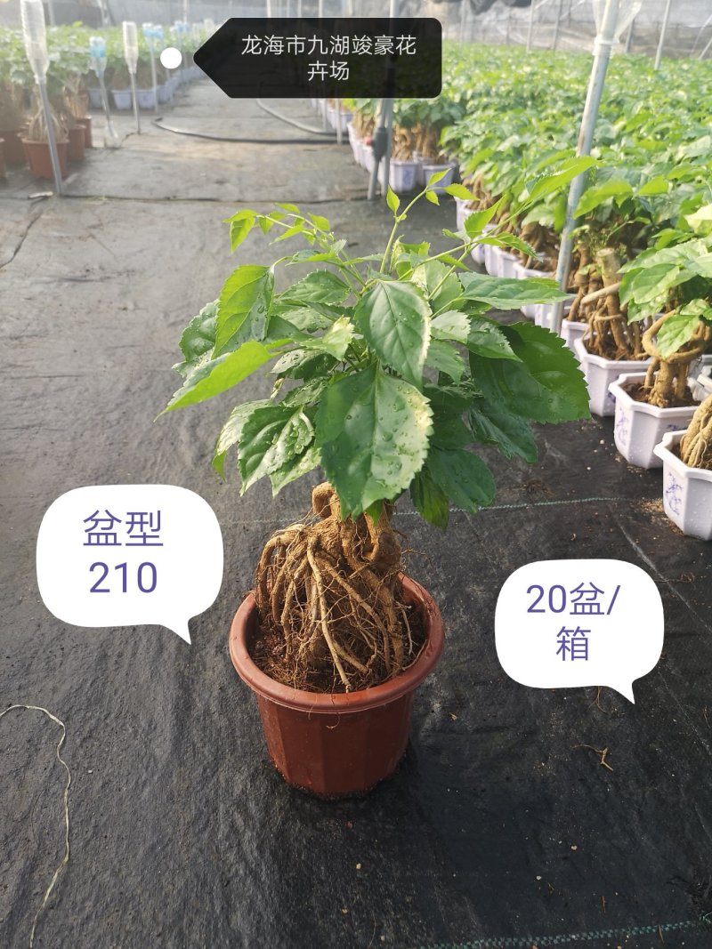提根绿宝幸福树福建源头厂家自产自销整箱销售