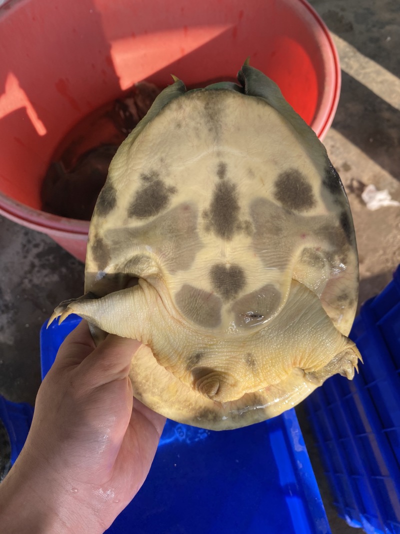1-4斤外塘生态黑花鳖甲鱼
