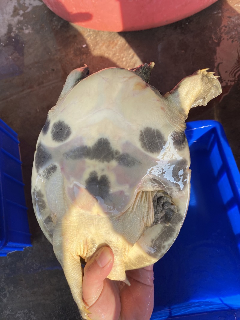 1-4斤外塘生态黑花鳖甲鱼