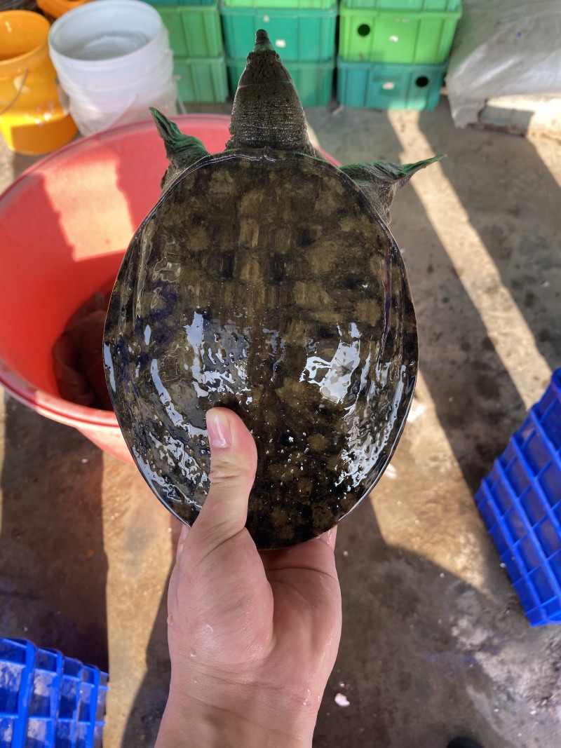 1-4斤外塘生态黑花鳖甲鱼