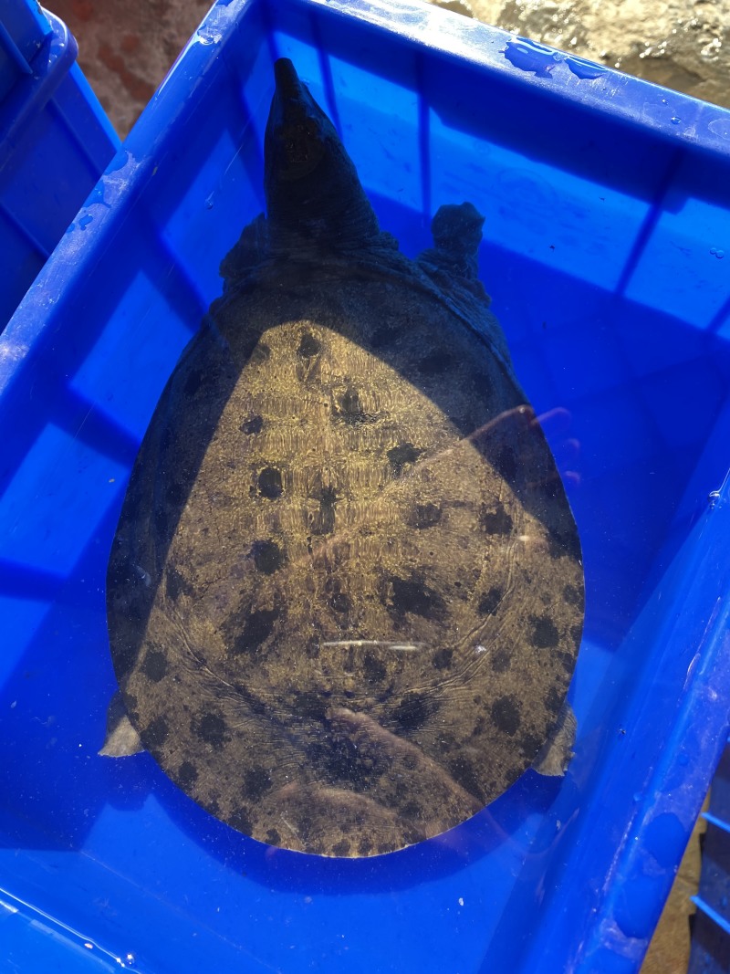 1-4斤外塘生态黑花鳖甲鱼