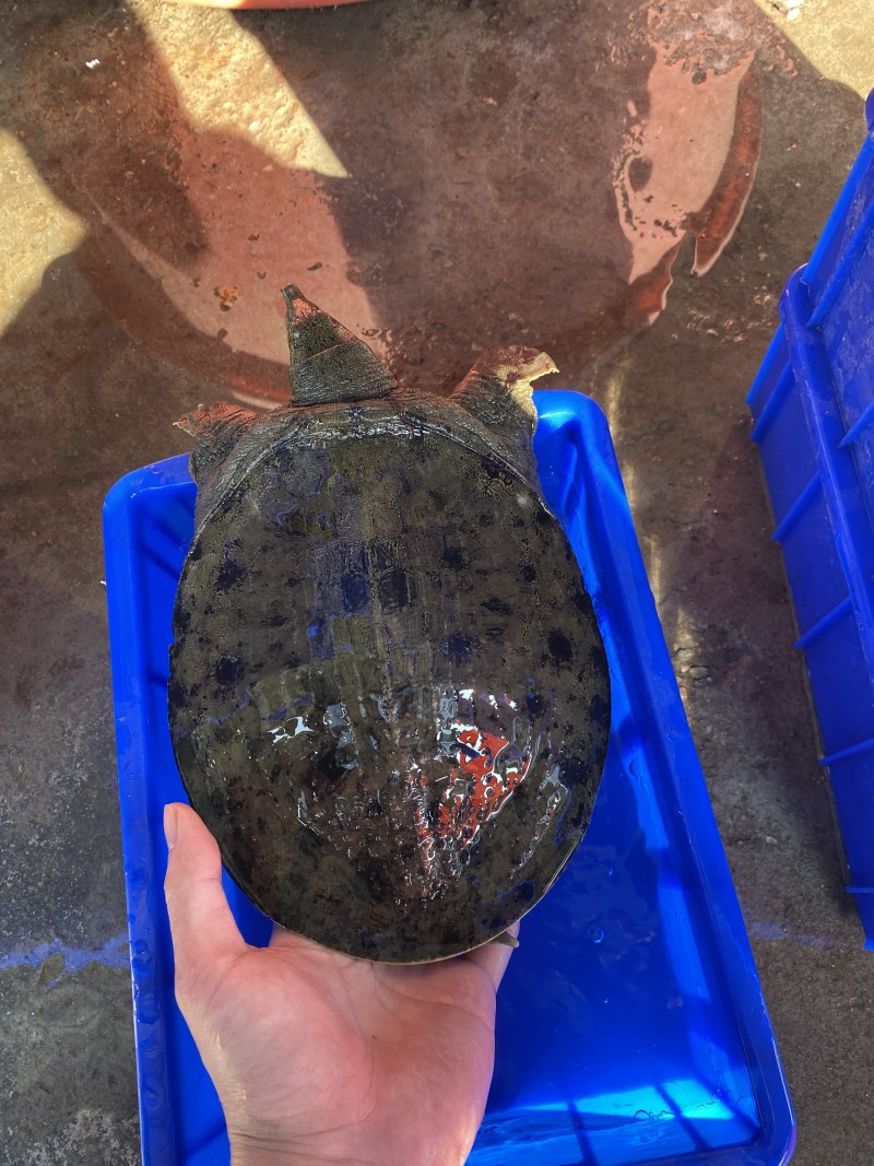 1-4斤外塘生态黑花鳖甲鱼