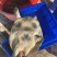 1-4斤外塘生态黑花鳖甲鱼