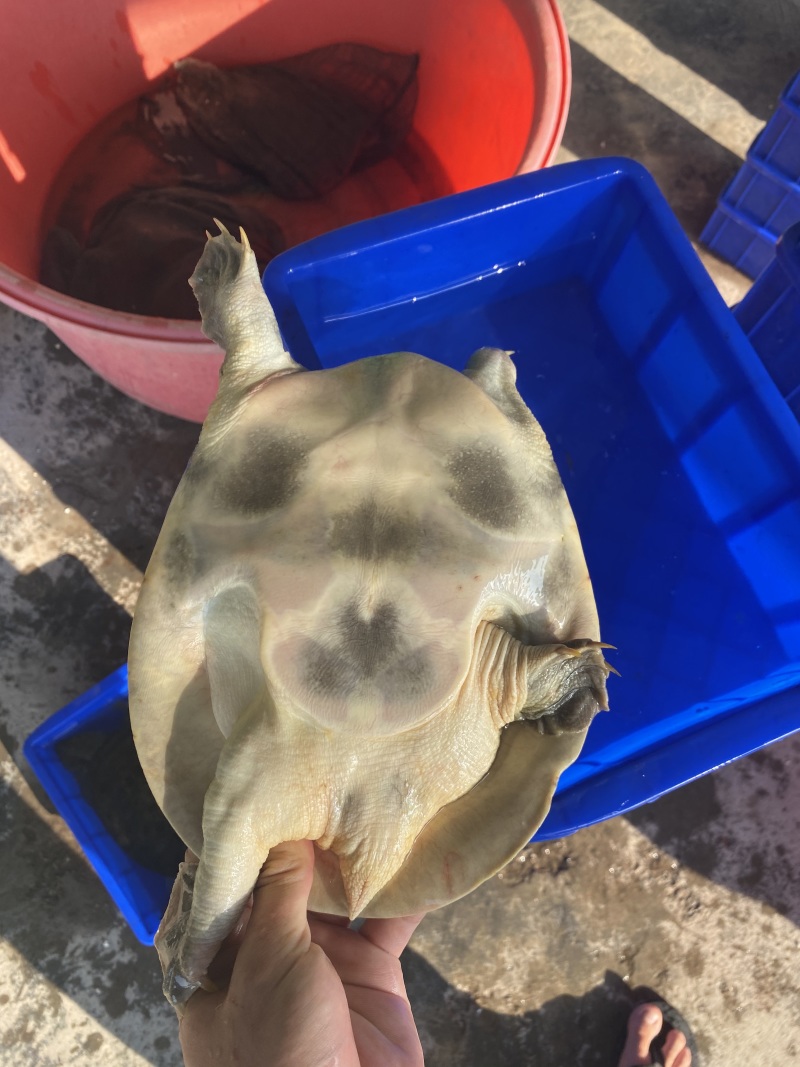 1-4斤外塘生态黑花鳖甲鱼