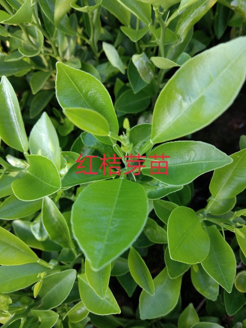 纯红桔种子，农户果园，自产自销，原价直供，货真价美，