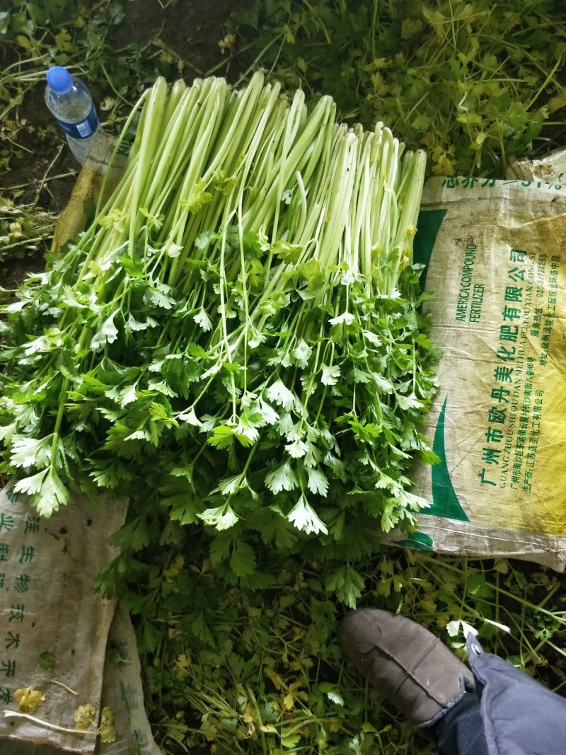 芹菜
