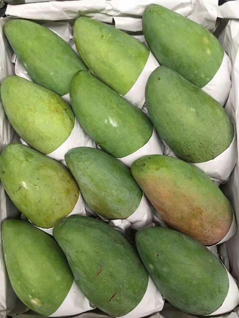 芒果苗桂七芒四季芒金皇芒台农果苗包品种包邮