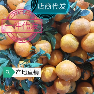 一件代发：爱媛38号果冻橙（泡沫卡槽装）产地直销