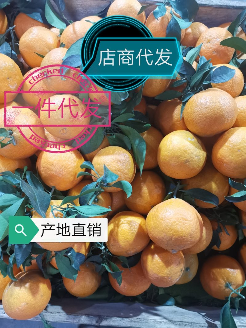 一件代发：爱媛38号果冻橙（泡沫卡槽装）产地直销