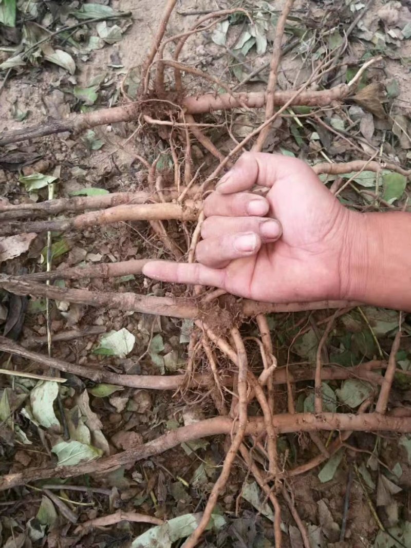 【优选】油用牡丹苗基地直发货源充足下单即发包指导