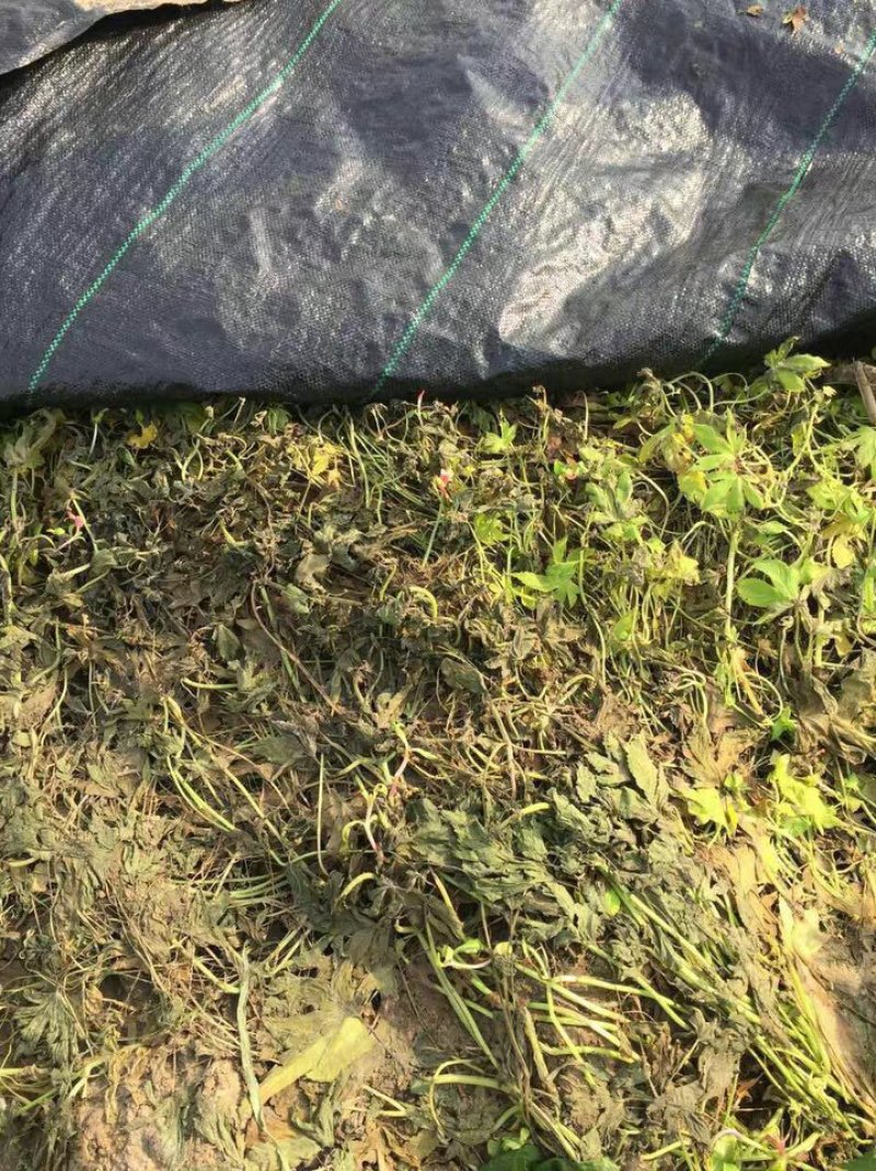 除草布抗老化大棚果园透气保湿除草布全新料园艺防草布