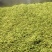 2024年精品脱水花菜干低糖无添加青杆花菜干