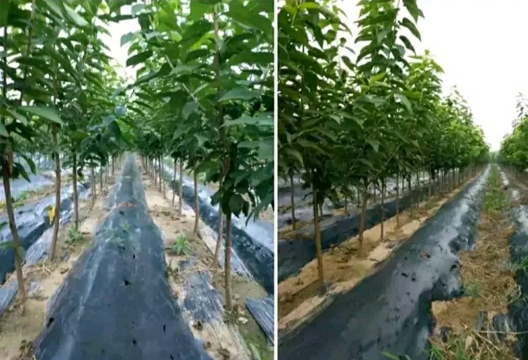 车厘子标准化定植示范园